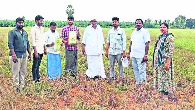 CROP: దెబ్బతిన్న వేరుశనగ పంట పరిశీలన 