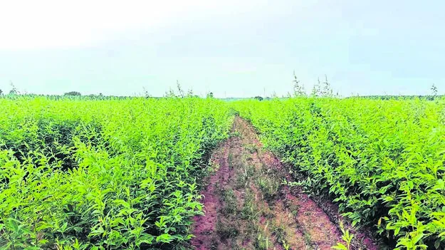 CROP: కందిపై తుఫానల ప్రభావం