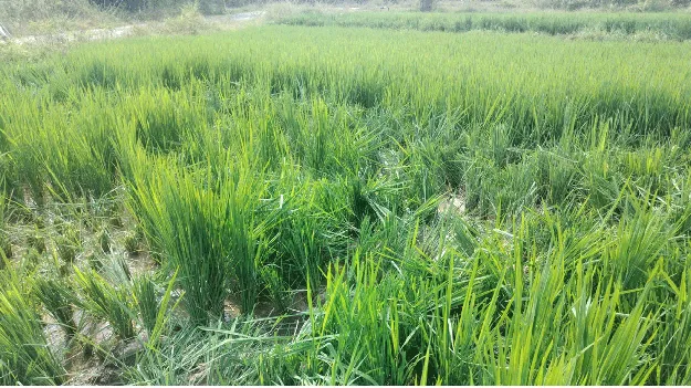 గ్రామాలను చుట్టేసిన గజరాజులు