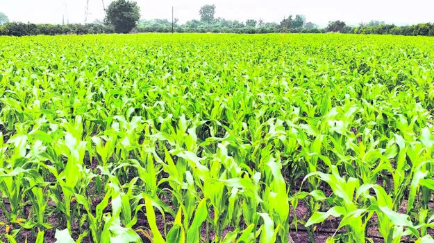 CROPS: యూరియా కొరత