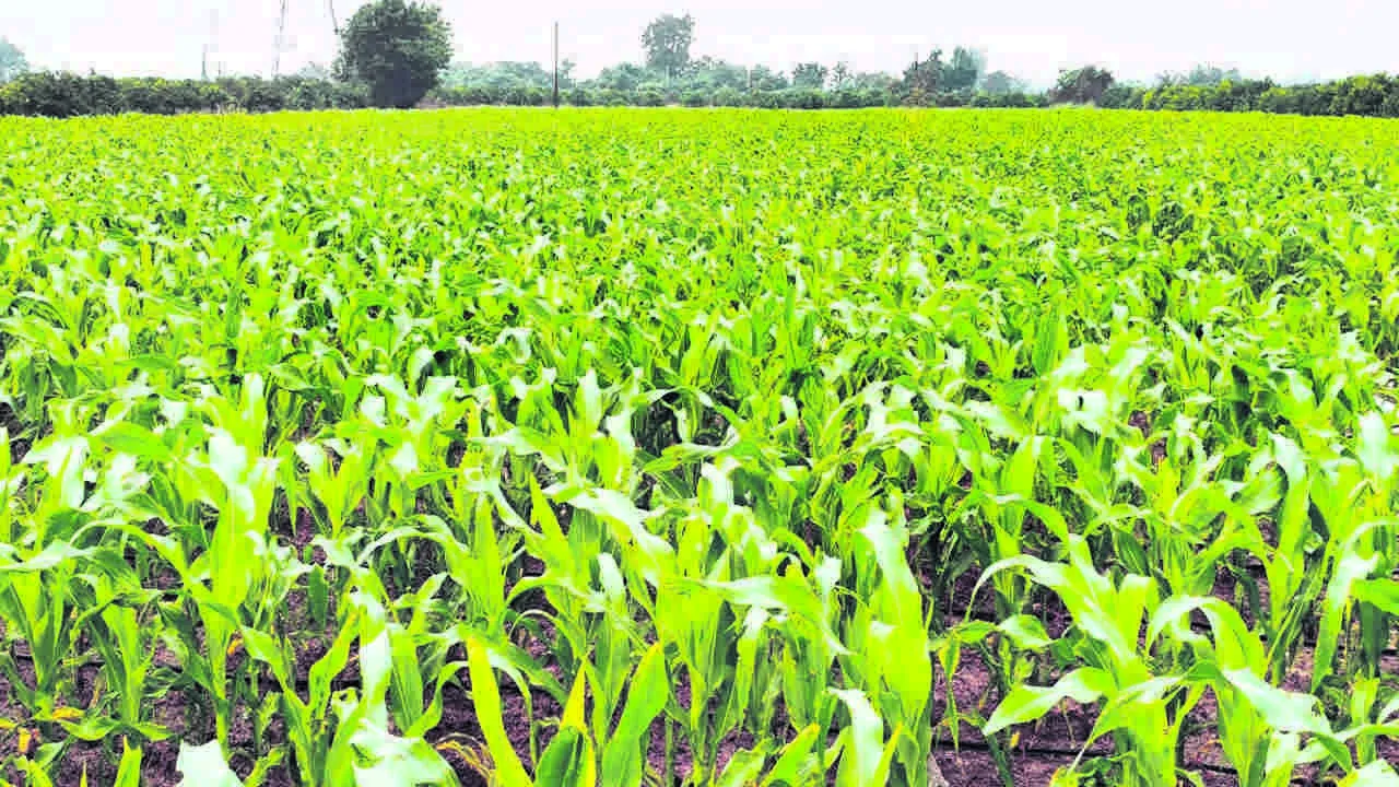 CROPS: యూరియా కొరత