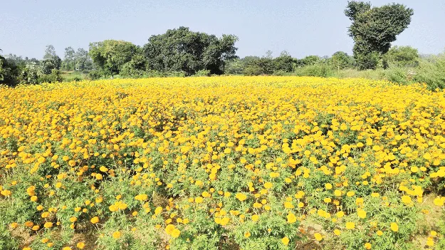 లాభాల పూబంతి
