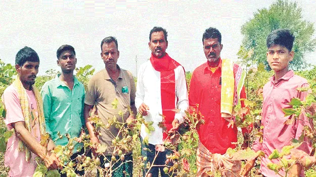 పత్తి రైతులను ప్రభుత్వం ఆదుకోవాలి