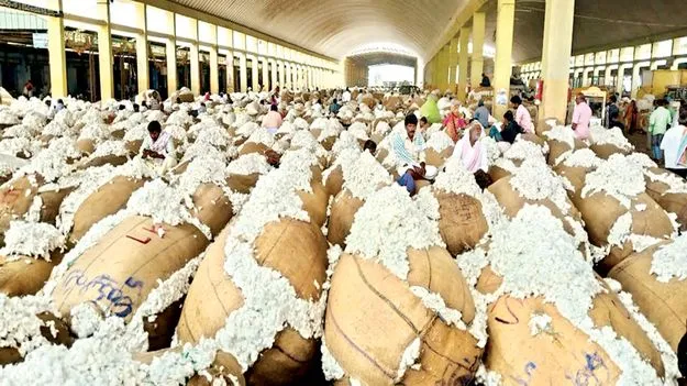 భారీగా పత్తి దిగుబడులు