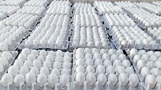 వెరీ..వెరీ.. గుడ్డు!