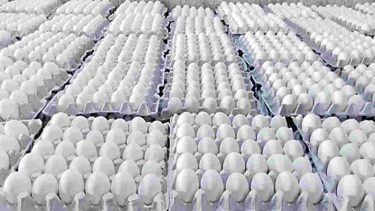 వెరీ..వెరీ.. గుడ్డు!