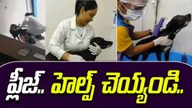 Dog asks for help: ప్లీజ్.. నాకు హెల్ప్ చెయ్యండి.. వీధి కుక్క హాస్పిటల్‌కు వచ్చి ఏం చేసిందో చూడండి..