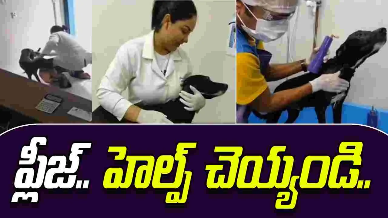 Dog asks for help: ప్లీజ్.. నాకు హెల్ప్ చెయ్యండి.. వీధి కుక్క హాస్పిటల్‌కు వచ్చి ఏం చేసిందో చూడండి..