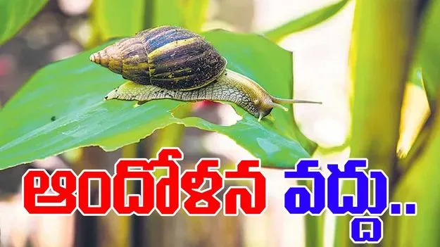 African snails: ఆఫ్రికన్ నత్తలతో ఆందోళన వద్దు.. 