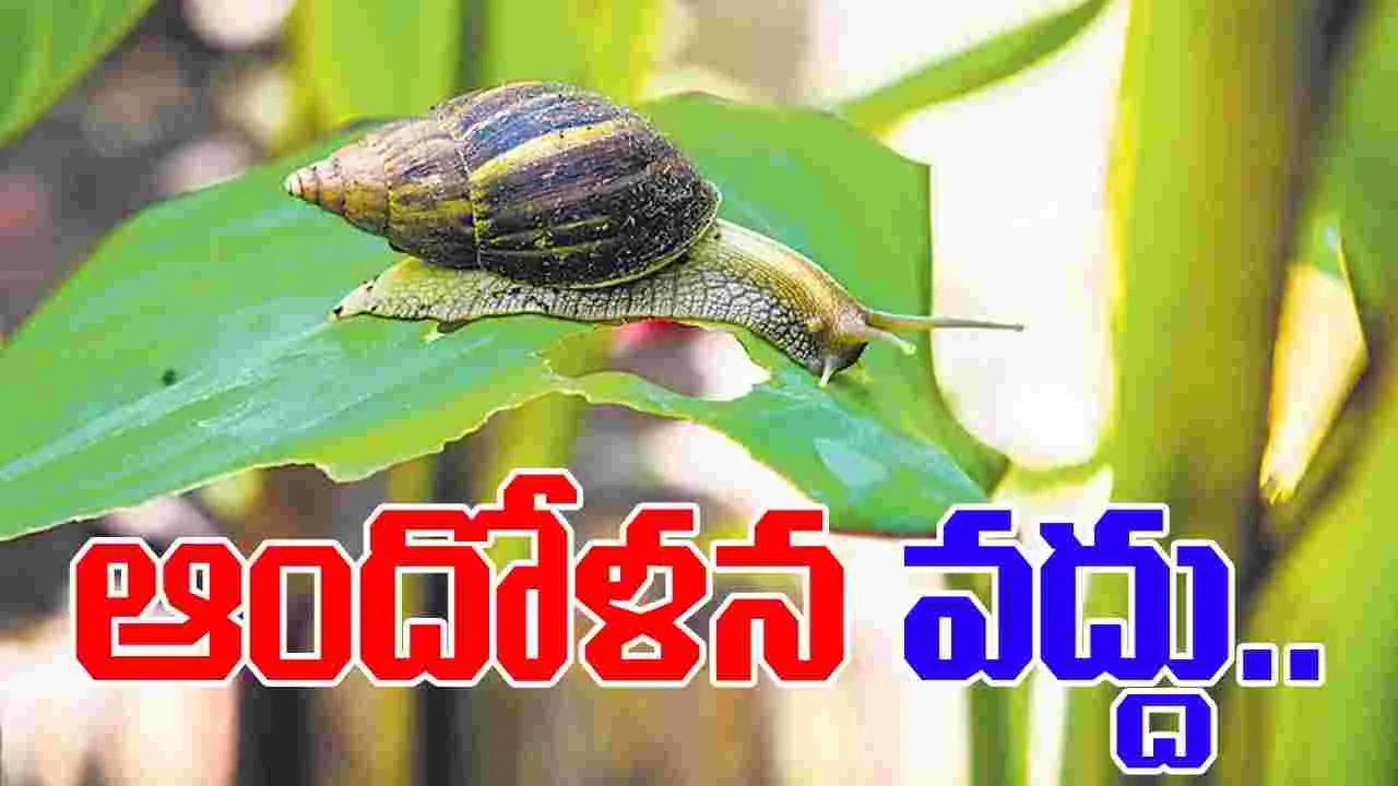 African snails: ఆఫ్రికన్ నత్తలతో ఆందోళన వద్దు.. 