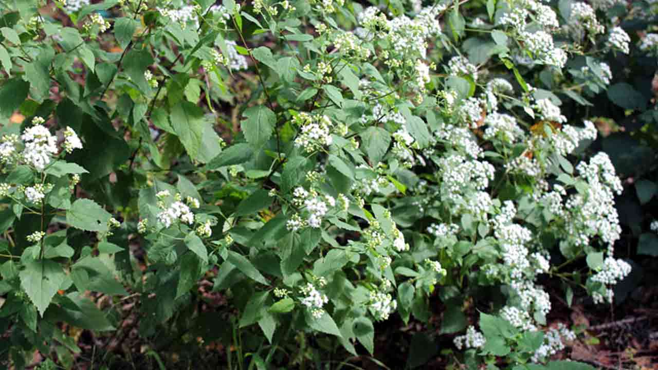 Dangerous Plants: భూమిపై మనుషులను చంపగల అత్యంత ప్రమాదకరమైన 7 మొక్కలివే..