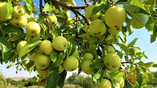 Green Apple Benefits:  ప్రతి రోజూ గ్రీన్ ఆపిల్ తింటే.. ఇన్ని సమస్యలు దూరమవుతాయా?