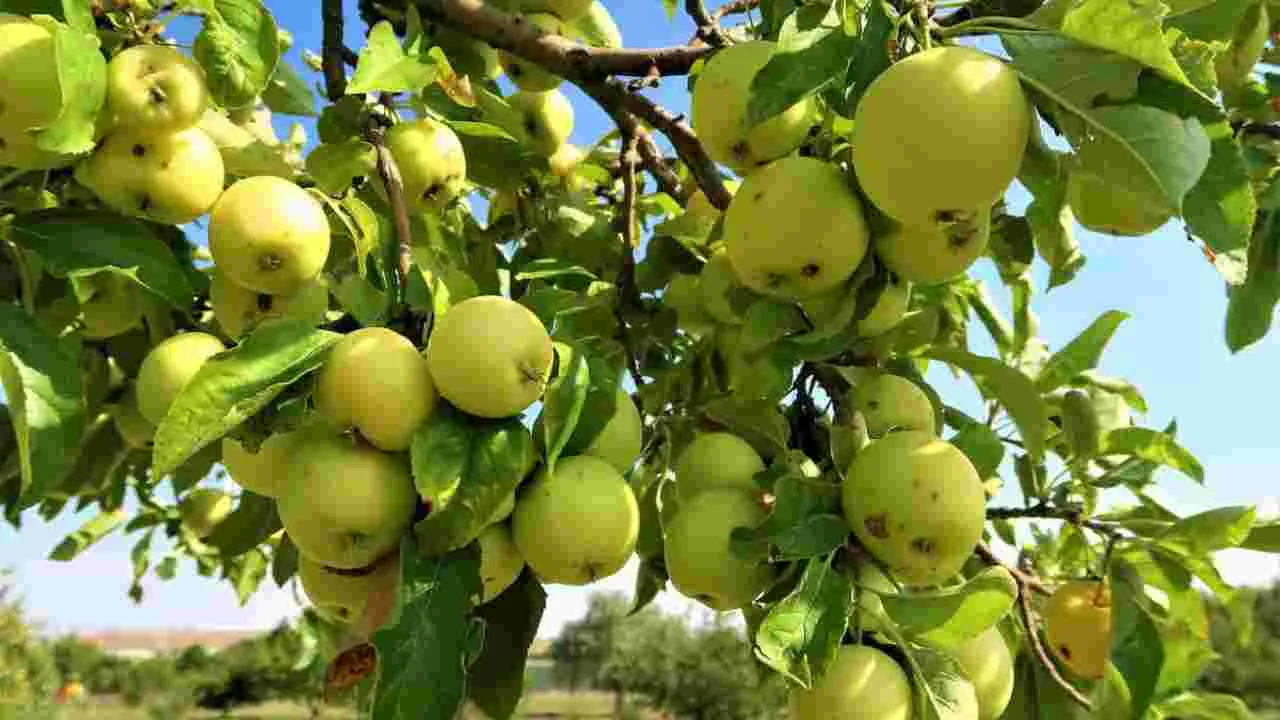 Green Apple Benefits:  ప్రతి రోజూ గ్రీన్ ఆపిల్ తింటే.. ఇన్ని సమస్యలు దూరమవుతాయా?