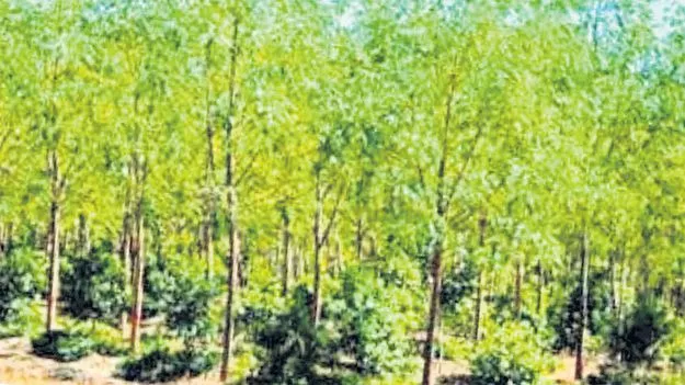 శ్రీగంధాన్నీ వదల్లేదు