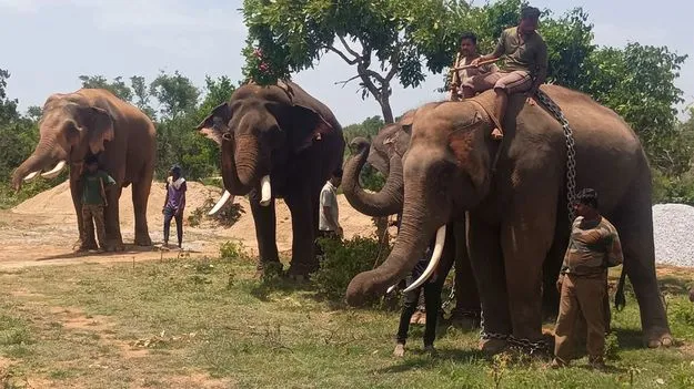 కుంకీలొచ్చినా... కొనసాగుతున్న గజదాడులు