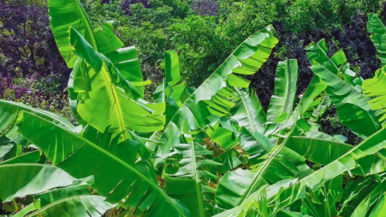 Health Benefits of Banana Leaves: అరటి ఆకులతో ఇన్ని ఆరోగ్య ప్రయోజనాలా..