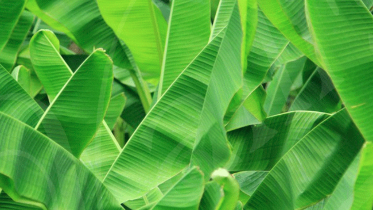 Health Benefits of Banana Leaves: అరటి ఆకులతో ఇన్ని ఆరోగ్య ప్రయోజనాలా..