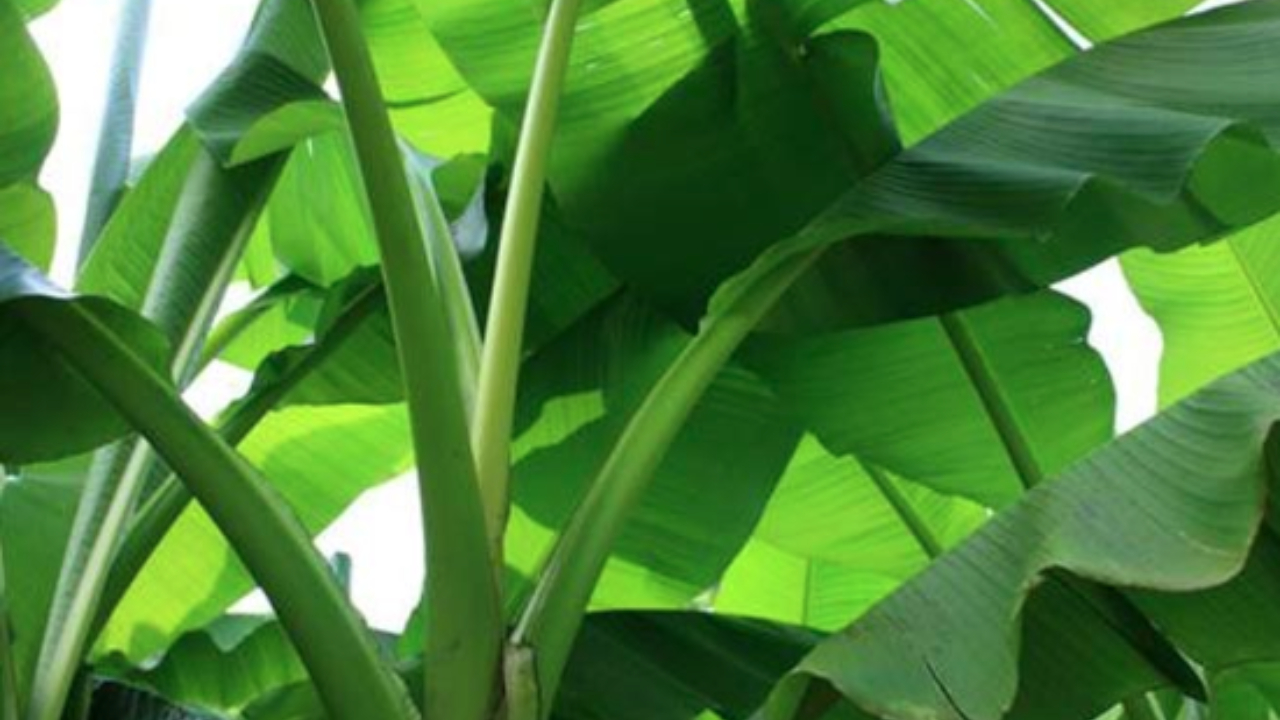 Health Benefits of Banana Leaves: అరటి ఆకులతో ఇన్ని ఆరోగ్య ప్రయోజనాలా..