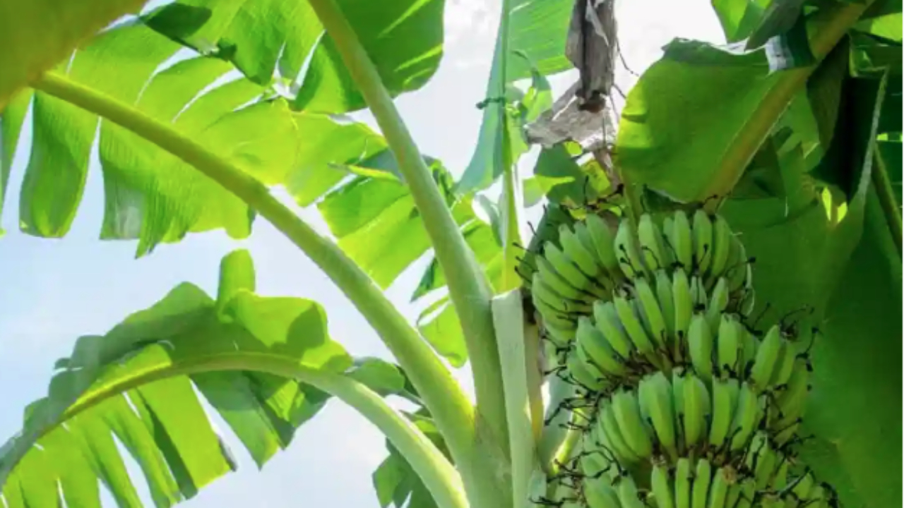 Health Benefits of Banana Leaves: అరటి ఆకులతో ఇన్ని ఆరోగ్య ప్రయోజనాలా..