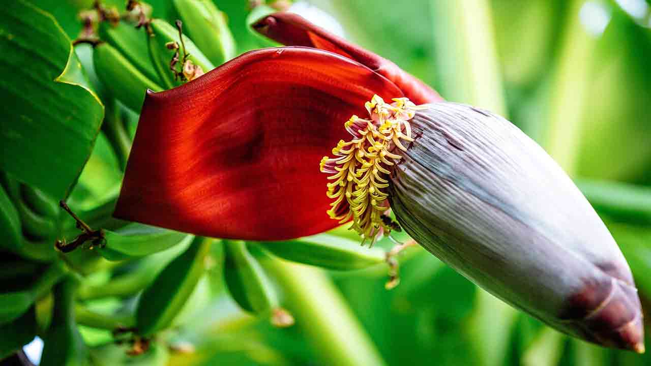 Health Tips: ఈ అందమైన పూల వెనుక దాగి ఉన్న ఆరోగ్య రహస్యాలు ఏంటో తెలుసా.. 