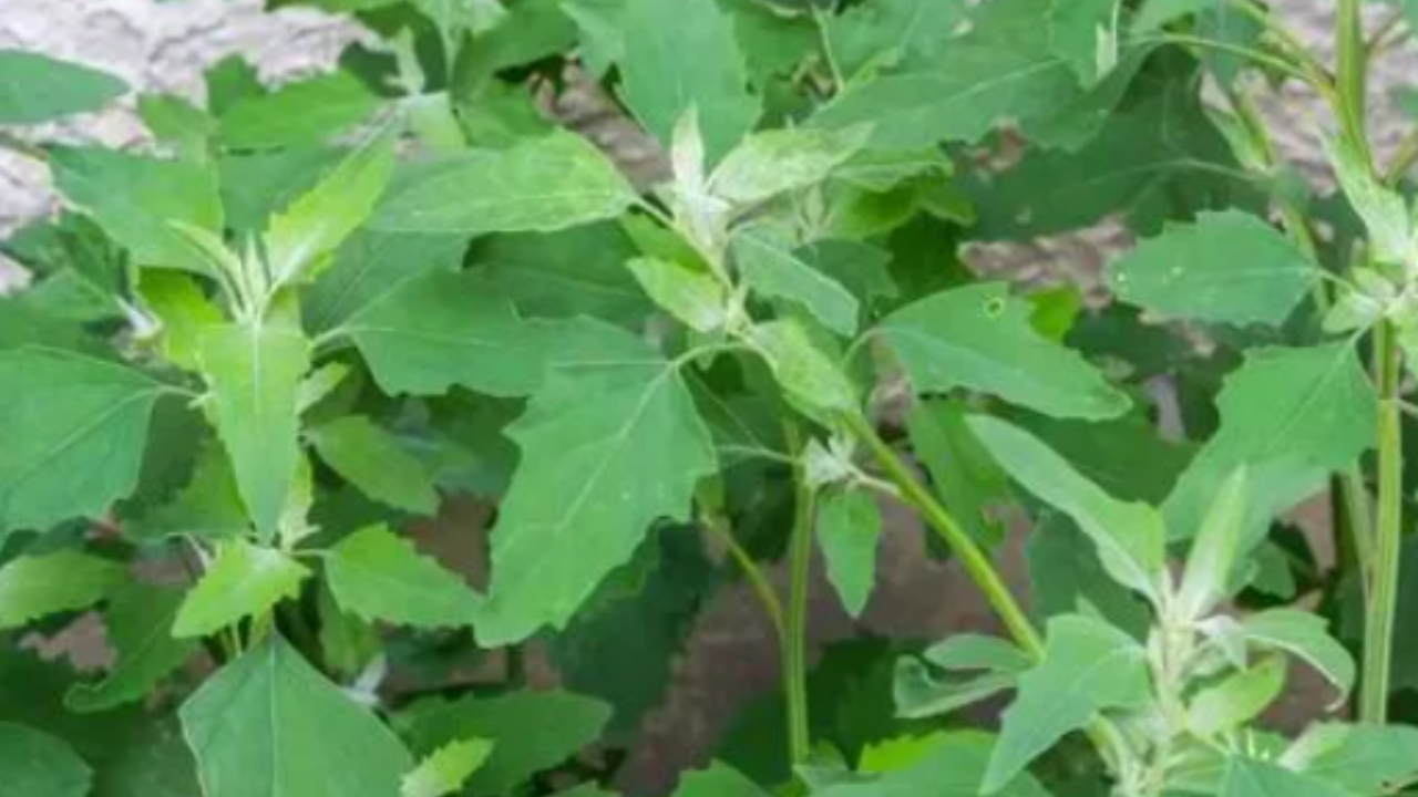 Healthy Leafy Vegetables: ఈ 5 ఆకుకూరలు అత్యంత పోషకమైనవి