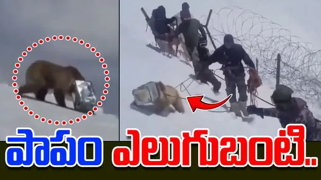 Himalayan Brown Bear: హిమాలయాల్లో ఐరన్ టిన్.. పాపం ఆ ఎలుగుబంటి.. 
