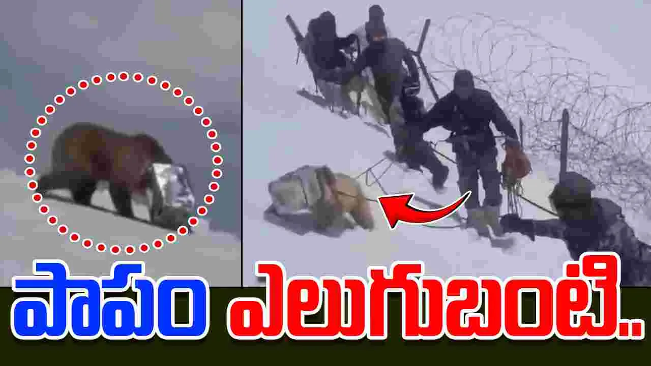 Himalayan Brown Bear: హిమాలయాల్లో ఐరన్ టిన్.. పాపం ఆ ఎలుగుబంటి.. 