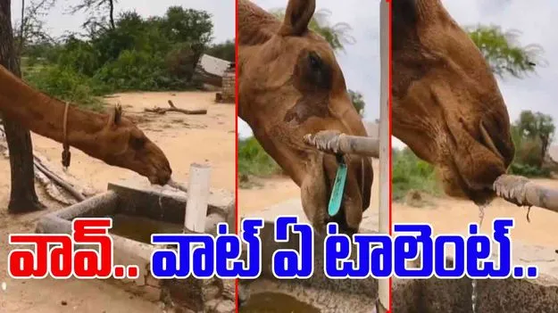 Camel Viral Video: వావ్.. ఈ ఒంటె తెలివి మామూలుగా లేదుగా.. నీళ్లు ఎలా తాగుతుందో చూస్తే..