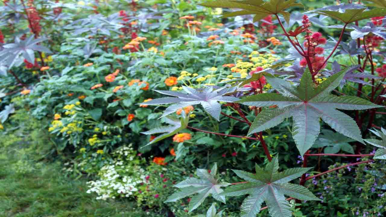 Dangerous Plants: భూమిపై మనుషులను చంపగల అత్యంత ప్రమాదకరమైన 7 మొక్కలివే..