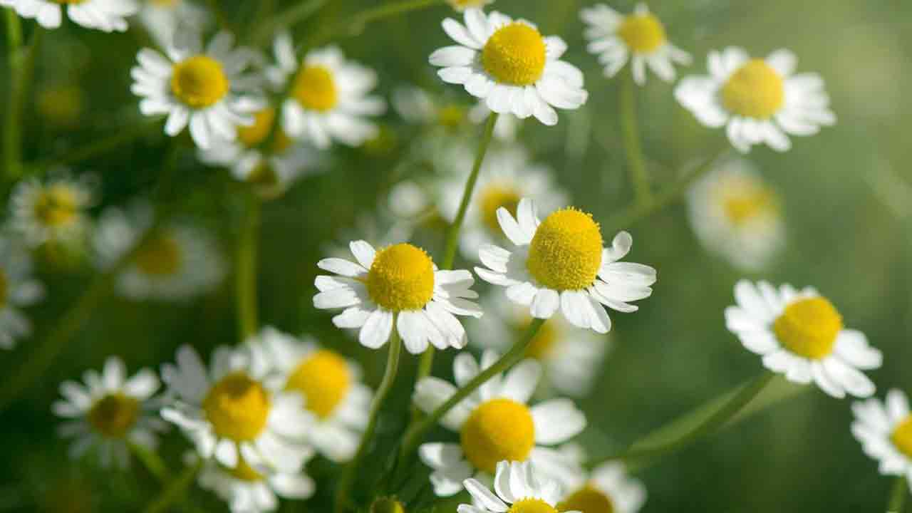 Health Tips: ఈ అందమైన పూల వెనుక దాగి ఉన్న ఆరోగ్య రహస్యాలు ఏంటో తెలుసా.. 