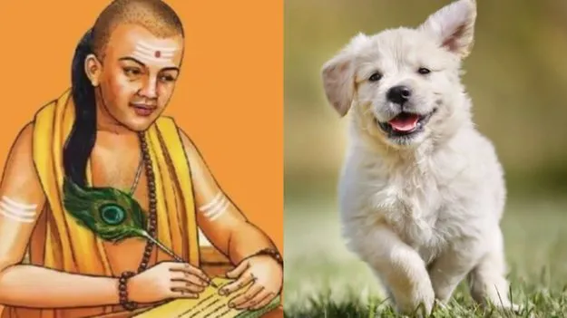 Chanakya Niti On Dog Qualities: కుక్క నుంచి నేర్చుకోవలసిన 4 గుణాలు 