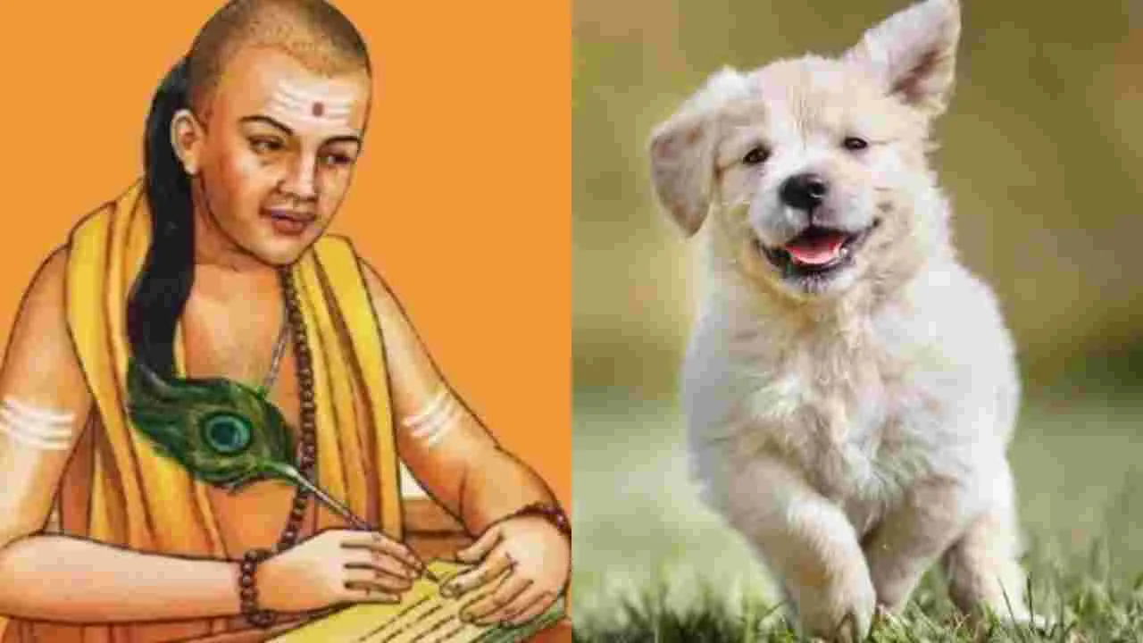 Chanakya Niti On Dog Qualities: కుక్క నుంచి నేర్చుకోవలసిన 4 గుణాలు 