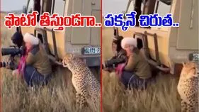 Cheetah In Jungle Safari: జంగిల్ సఫారీలో ఫొటోగ్రాఫర్లకు షాక్.. ఫొటోలు తీస్తుండగా పక్కనే చిరుత.. చివరకు.. 