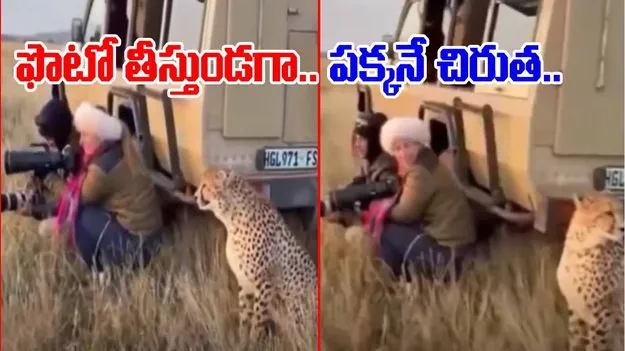 Cheetah In Jungle Safari: జంగిల్ సఫారీలో ఫొటోగ్రాఫర్లకు షాక్.. ఫొటోలు తీస్తుండగా పక్కనే చిరుత.. చివరకు.. 