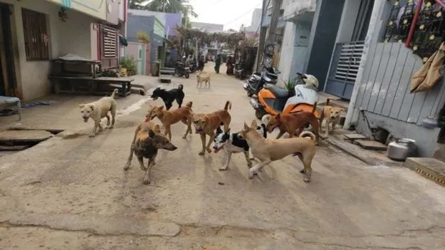 Dogs attack: ఎనిమిది మందిపై పిచ్చికుక్కలు దాడి.. బాధితుల్లో చిన్నారులు 