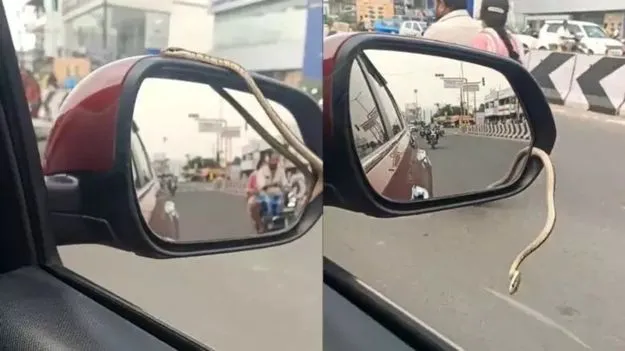 Viral Video: కారు అద్దం నుండి బయటకు వచ్చిన పాము