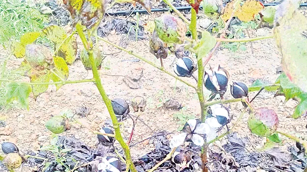 పత్తికి అధిక నష్టం