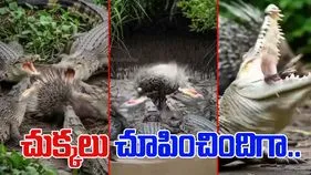 Crocodile VS Porcupine: ముళ్లపందితో పెట్టుకున్న మొసళ్లు.. చివరికి వాటి పరిస్థితి ఏమైందో చూస్తే.. 