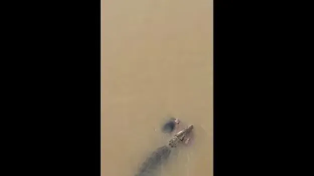 Odisha Crocodile Incident: మహిళ దుస్తులు ఉతుక్కుంటుండగా.. నదిలోని మొసలి ఒక్కసారిగా.. షాకింగ్ వీడియో