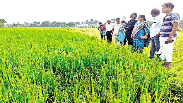 తెగుళ్ల నివారణకు జాగ్రత్తలు తీసుకోవాలి