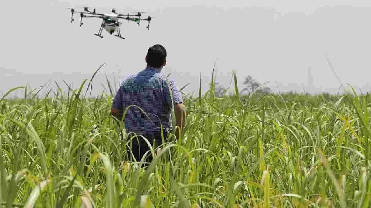 Farming Tips: రైతులకు అలర్ట్.. అగ్గి తెగులును ఇలా తరిమికొట్టండి..