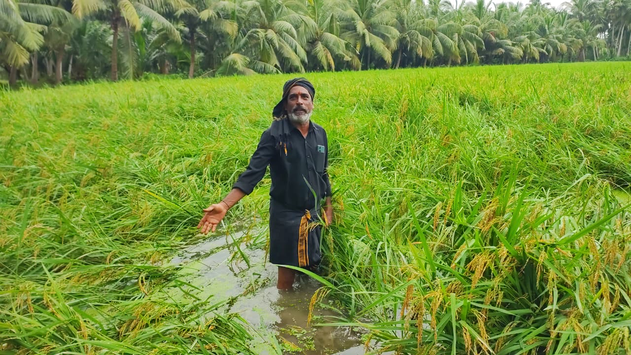 Cyclone Montha: కోనసీమ జిల్లాలో వరి భూములను పరిశీలించిన సీఎం చంద్రబాబు 