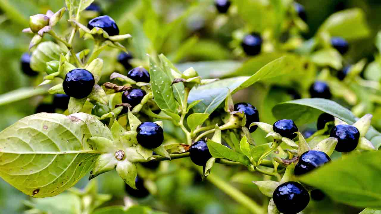Dangerous Plants: భూమిపై మనుషులను చంపగల అత్యంత ప్రమాదకరమైన 7 మొక్కలివే..
