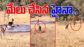 Deer Viral Video: మొసలికి చిక్కిన జింక.. దాడి చేసేందుకు వచ్చిన హైనా.. చివరికి సినిమా ట్విస్ట్.. 