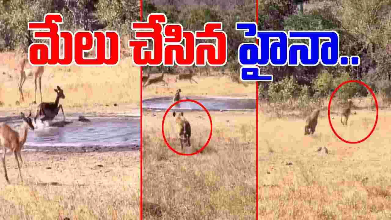 Deer Viral Video: మొసలికి చిక్కిన జింక.. దాడి చేసేందుకు వచ్చిన హైనా.. చివరికి సినిమా ట్విస్ట్.. 