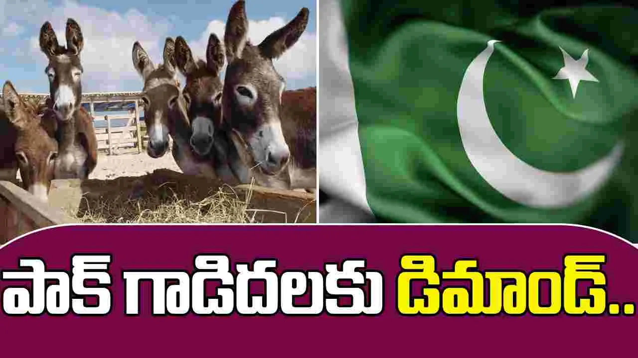 China donkey deal Pakistan: చైనాకు రెండు వేల పాకిస్థాన్ గాడిదలు.. కారణం ఏంటంటే..