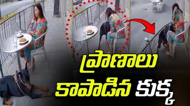 Dog Saves Woman: హార్ట్ టచింగ్ వీడియో.. ప్రమాదాన్ని ముందుగానే గ్రహించి యజమాని ప్రాణాలు కాపాడిన కుక్క 
