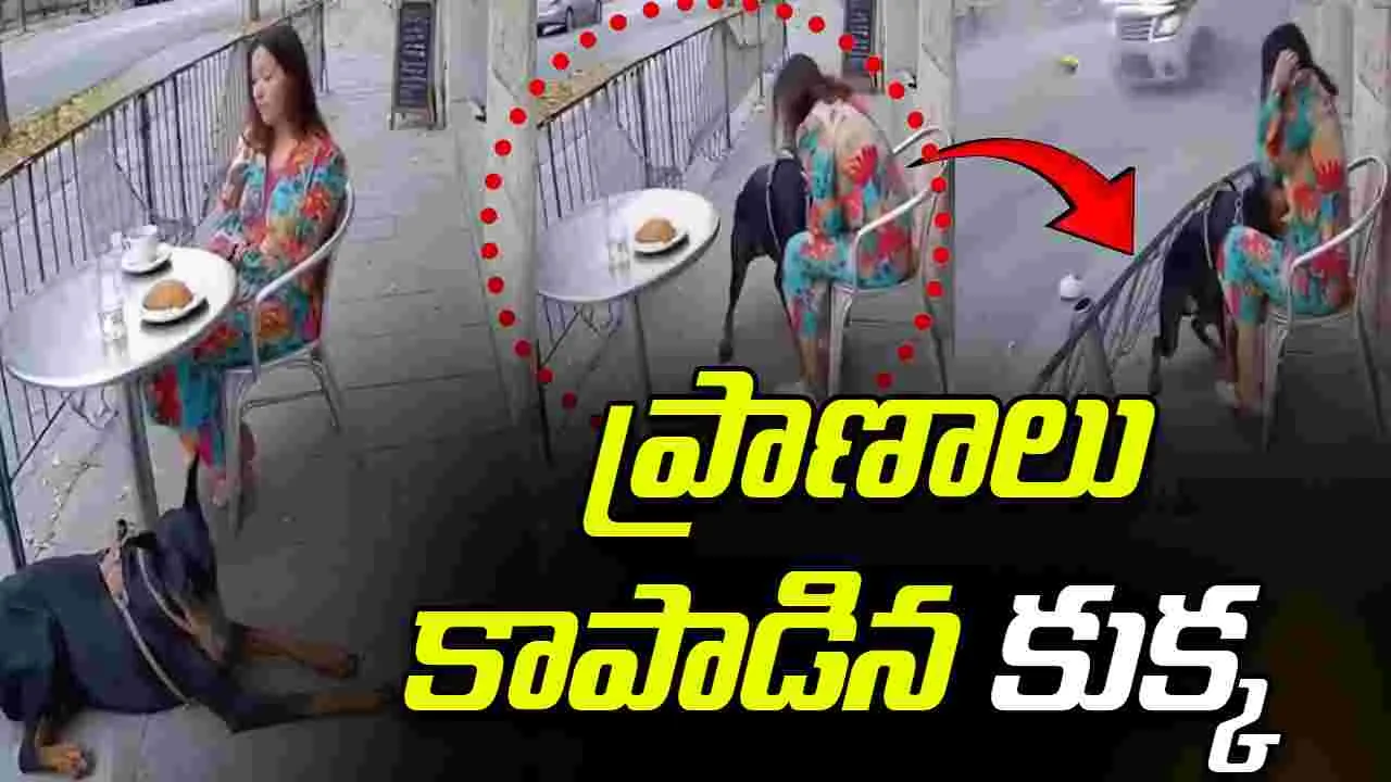 Dog Saves Woman: హార్ట్ టచింగ్ వీడియో.. ప్రమాదాన్ని ముందుగానే గ్రహించి యజమాని ప్రాణాలు కాపాడిన కుక్క 