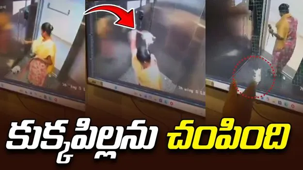 Viral Video: లిఫ్ట్‌లో కుక్కపిల్లను నేలకేసి కొట్టి చంపిన పనిమనిషి