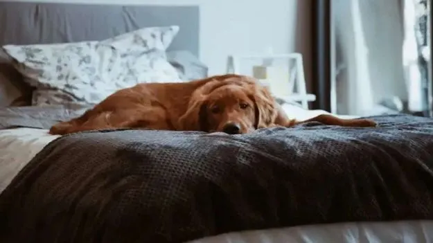 Dogs-Health Risks: పెంపుడు కుక్కలను మీ బెడ్‌పై పడుకోనిస్తే డేంజర్‌ను ఆహ్వానించినట్టే.. 